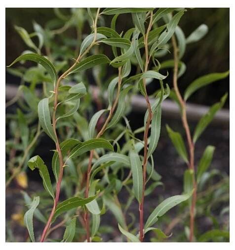 10 x Řízky vrba kroucená (Salix erythroflexuosa) - Semena-sazenice.cz