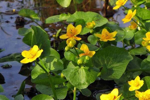 Blatouch bahenní (Caltha palustris)