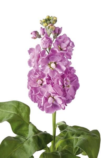 Matthiola incana - Centum - Pink