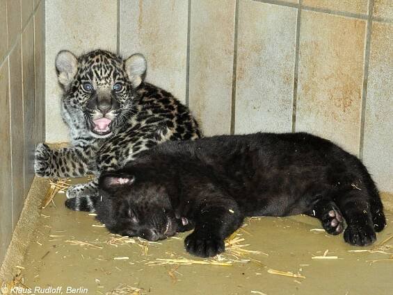 Obrázek - Panthera onca (jaguár) | BioLib.cz