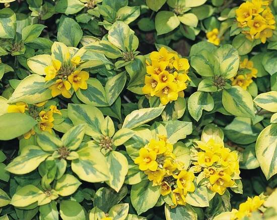 Waikiki Sunset™ - Lysimachia congestiflora | Proven Winners