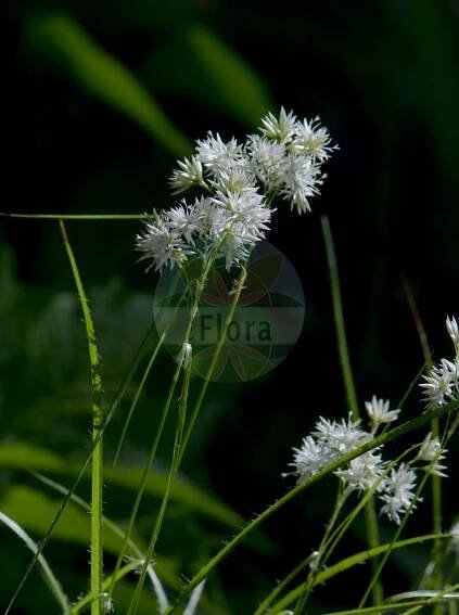 Luzula nivea - Juncaceae,Plantae,Pteridobiotina,Angiosperms,Poales,Juncaceae,Luzula,Luzula nivea,Juncoides nivea, Juncus niveus, Juncus niveus, Luzula nivea subvar. livida, Luzula nivea subvar. rubella, Luzula nivea unr. angustata, Luzula nivea var. angustata, Luzula nivea var. livida, Luzula nivea var. minuta, Luzula nivea var. rubella, Luzula nivea var. rubescens,Schneeweiße Hainsimse;Schnee-Hainsimse;Schneeweiße Hainbinse;snow-white wood-rush;snowy woodrush;lesser wood-rush;Luzule blanc-de-neige;luzule des neiges;jonc blanc des montagnes;luzule neigeuse;Erba lucciola maggiore;lúzula nivia;snježnobijela bekica;snežnobela bekica;havasi perjeszittyó;bika sněhobílá;chlpaňa snežnatá
