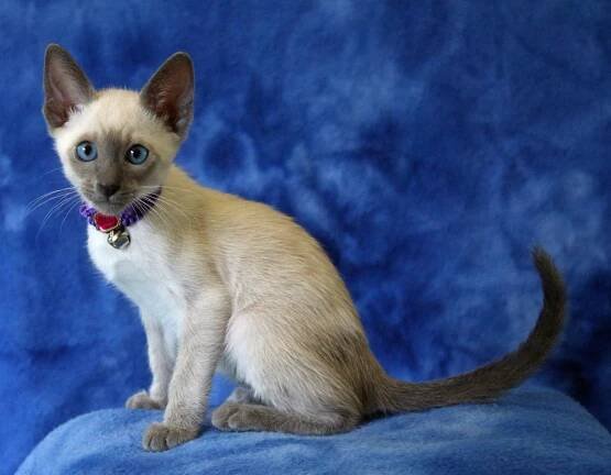Jazmine’s first litter at TEN weeks