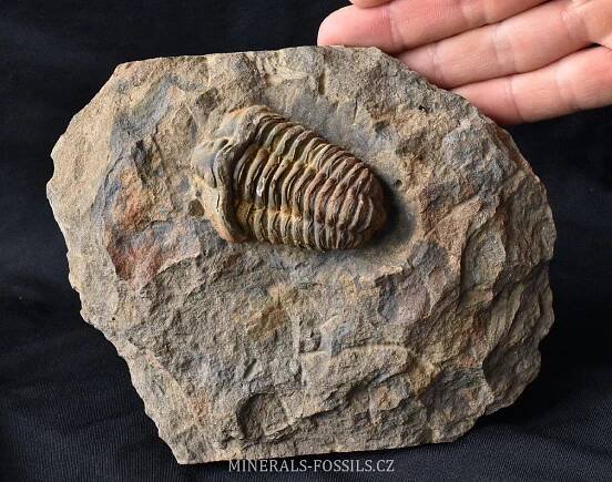trilobit Calymene v hornině