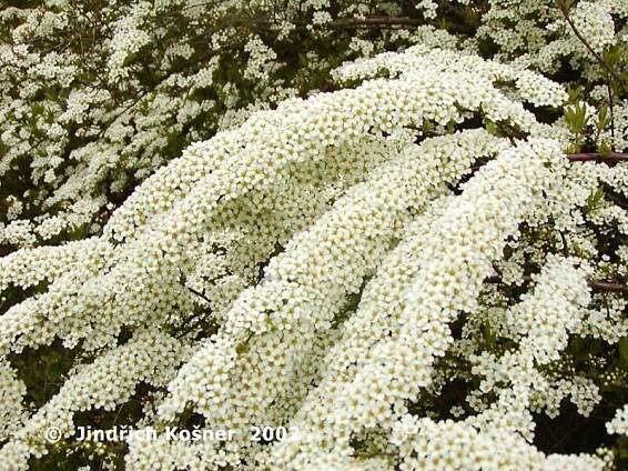 Tavolník popelavý 'Grefsheim' - Spiraea cinerea 'Grefsheim'