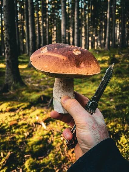 Kde rostou a kam na houby v Moravskoslezském kraji? | NaHouby.cz