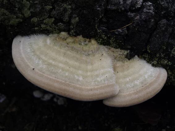 outkovka chlupatá (Trametes hirsuta) - foto: Václav Matějka