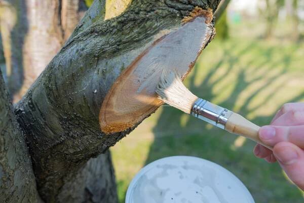 Ke štěpování a ošetření ran je vhodný štěpařský vosk 