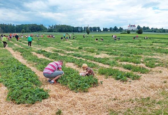 Samosběr jahod 2022 – Farma u Miklasů