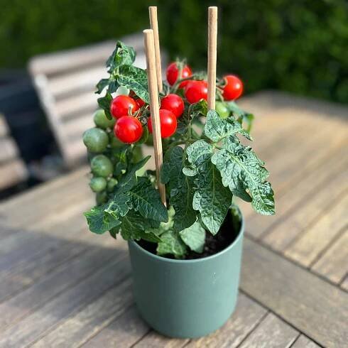 OBI Cherry rajčata Pick & Joy pr. květináče 12 cm, výška 30-35 cm