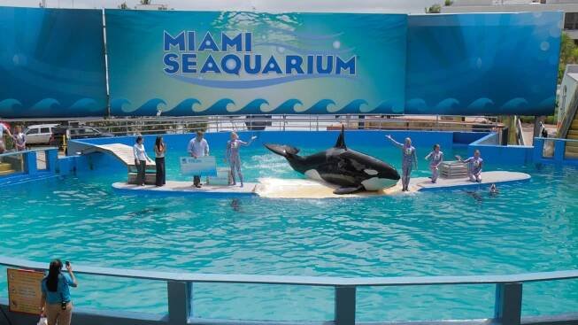 After 50 years in captivity, Lolita the orca may be freed