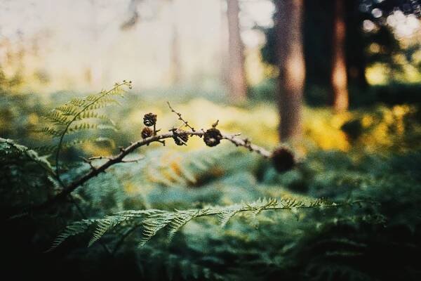 Rostocker Heide