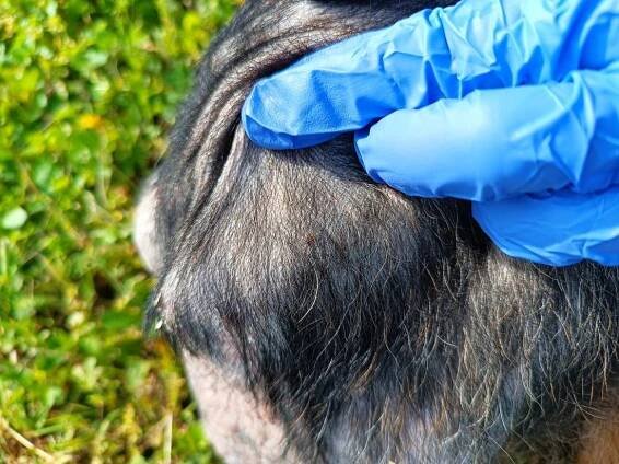 Psi k adopci z útulků, azylů a neziskových organizací