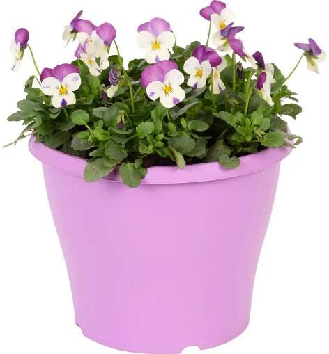 OBI Violka rohatá v barevném květináči průměr květináče cca 19 cm