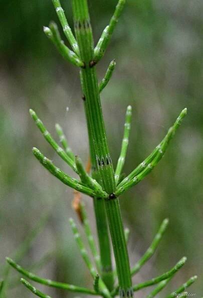 Atlas: equisetum palustre 1