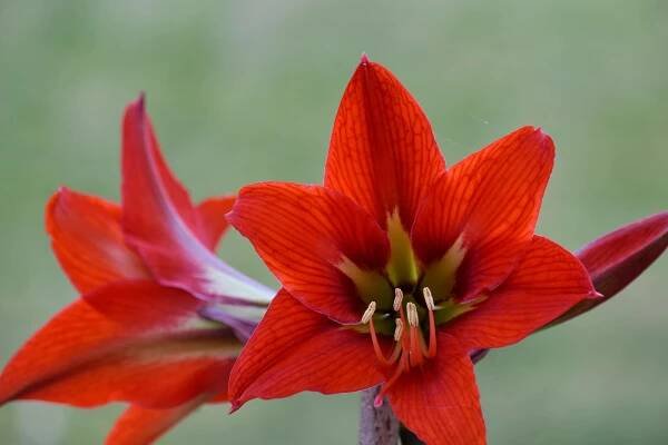 Bezplatný obrázok: Amaryllis, zväčšenie, lístkov, piestik, peľ, červená, jarný čas, príroda, Záhrada, kvet