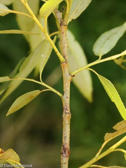 Salix euxina – vrba křehká