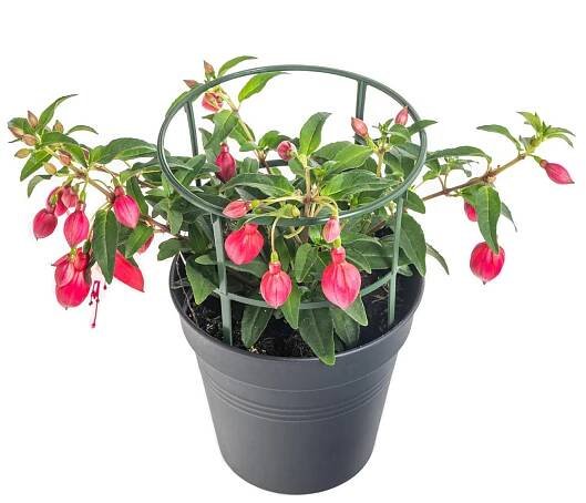 Fuchsie převislá, dvoubarevná, květináč 11 cm skladem | ZAZUMi.cz