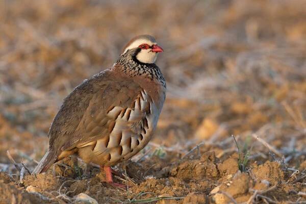 Velká Británie omezí vypouštění lovných ptáků do chráněných území - AVIFAUNA - Český online magazín o ptácích