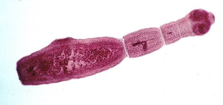 Taeniidae
