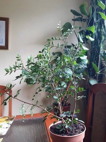 Pokojovky: Řečík lentišek - Pistacia lentiscus.