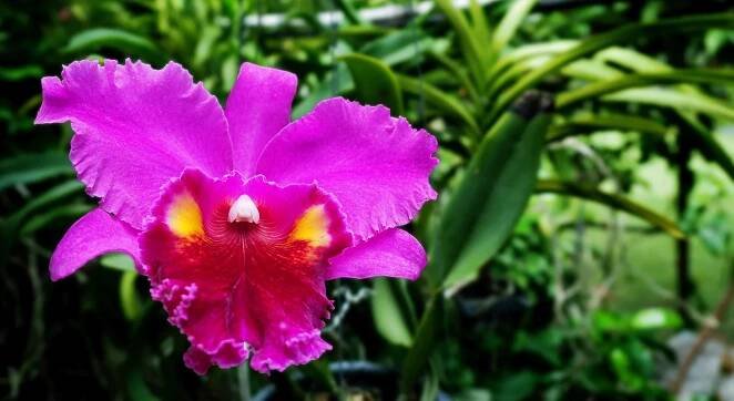 Crimson Cattleya (Cattleya labiata)