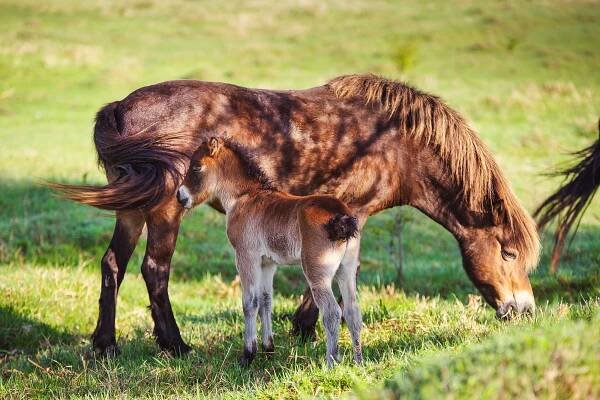 Koronavirus komplikuje záchranu divokých koní, i tak se zatím podařilo vybrat polovinu potřebné částky