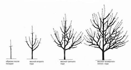 Prořezávání švestek - jak a kdy správně prořezávat švestky. Správné prořezávání a tvarování stromu (80 fotografií)