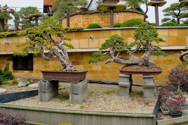 Bonsaje: Podzimní zahrada Bonsai muzea Isabelia