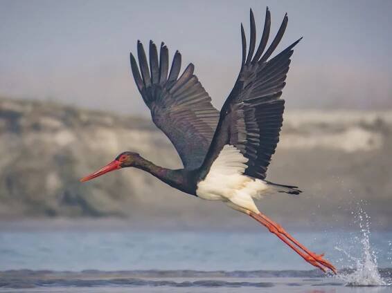  - Black Stork