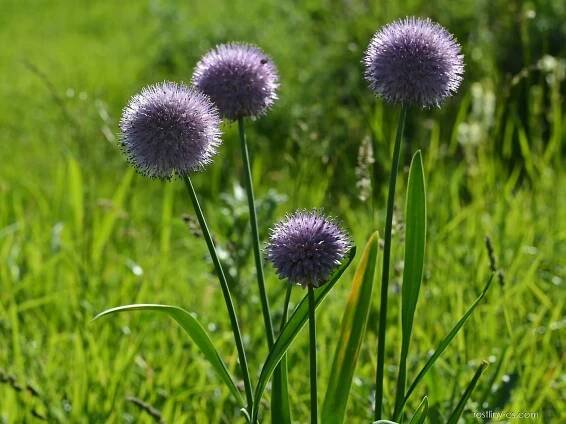 Česnek (Allium amblyophyllum)