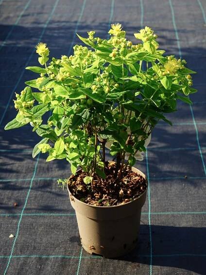 Hypericum 'Allpista' MIRACLE® PISTACHE třezalka - Havlis.cz
