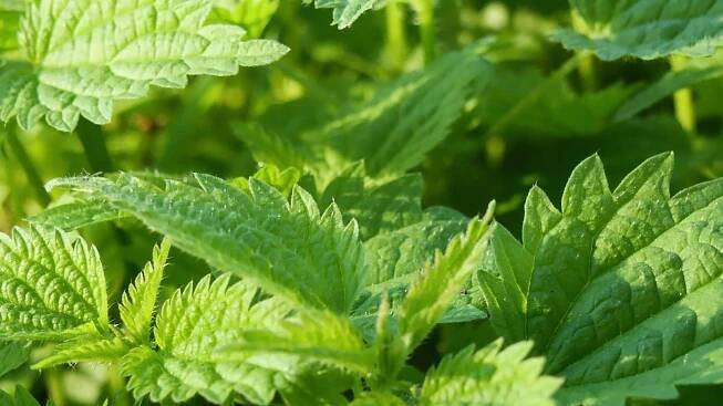 Controlling Stinging Nettle: Getting Rid Of Stinging Nettle Weeds