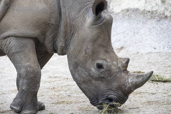 FOTO: Nová tvář v zoo, samice Gaya přicestovala do Dvora Králové z Francie