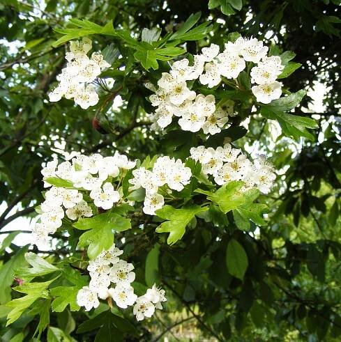 Hawthorn blossom, Sheila Sims