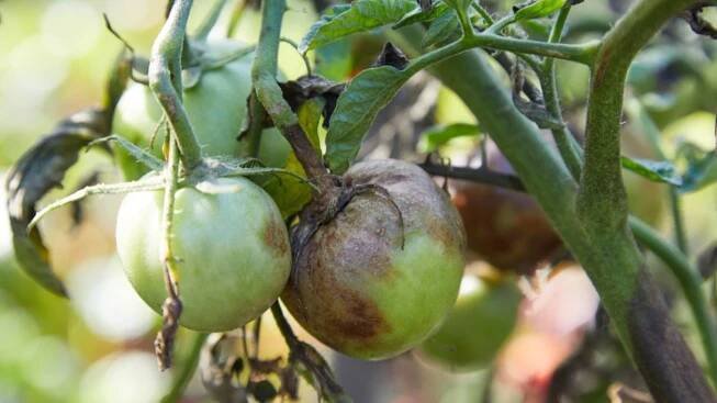 Identifying And Preventing Late Blight On Tomatoes