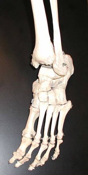 Bone - Simple English Wikipedia, the free encyclopedia