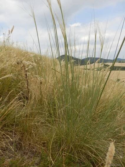 Kavyl vláskovitý (Stipa capillata)
