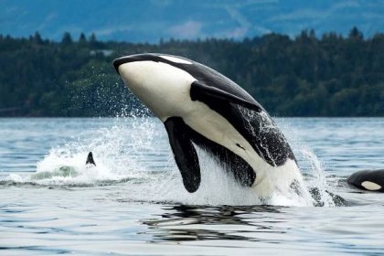 Velká velryba skákající z moře na ostrově Vancouver v Kanadě — Stock obrázek