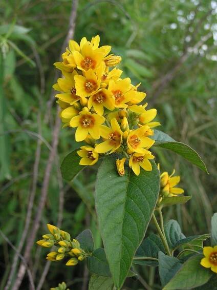 Soubor:Lysimachia vulgaris (flowers) 1.jpg – Wikipedie
