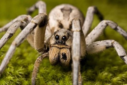 vlčí pavouk - slíďák - stock snímky, obrázky a fotky