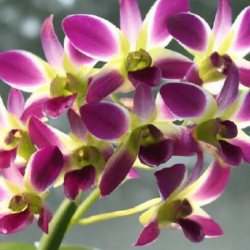 Dendrobium Nobile: Tajný Recept Na úspěšné Pěstování! » GardenRoses.cz