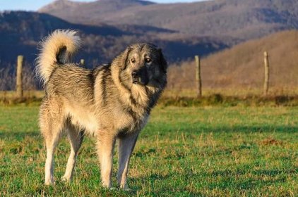 Šarplaninský pastevecký pes Dogs Plemeno / Druh: Povaha, Délka života & Cena | iFauna