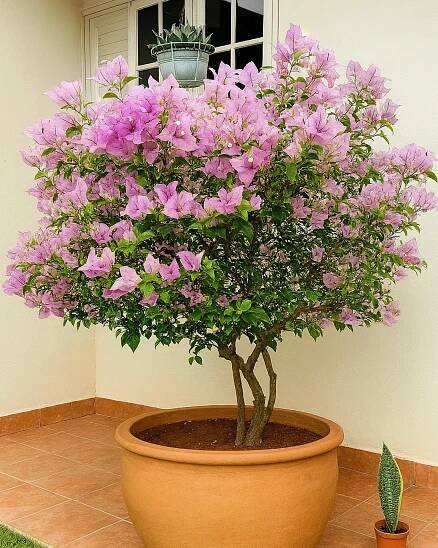 Bougainvillea – pestrobarevná královna popínavých rostlin - Chutne-cz
