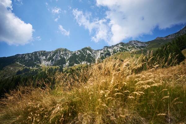 Fagaraš a modlící medvědi - Články | Divoký sever