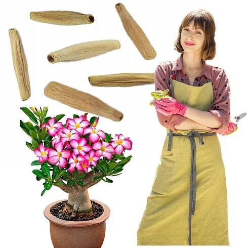 SEMENA POUŠTNÍ RŮŽE BONSAI ADENIUM OBESUM MINI BAOBAB PRO VÝSADBU STROMKŮ