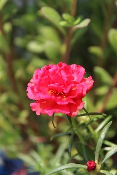 Portulaca Grandiflora, Deset