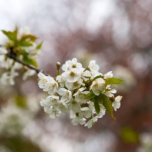 Prunus Spinosa 2