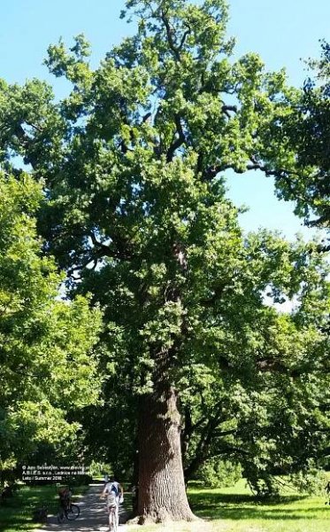 Dub letný | Quercus robur - Záhradníctvo ABIES