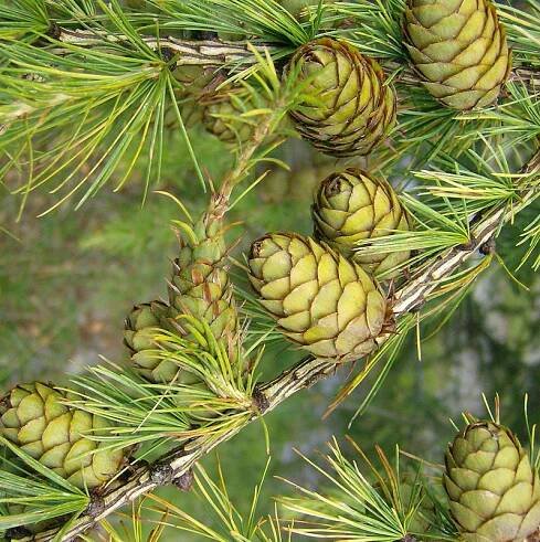 Převislý modřín "LARIX DECIDUA PENDULA", výška 120-160 cm